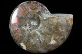 Flashy Red Iridescent Ammonite - Wide #81833-1